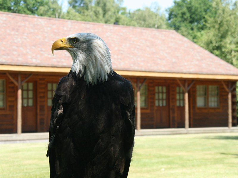 bald eagle